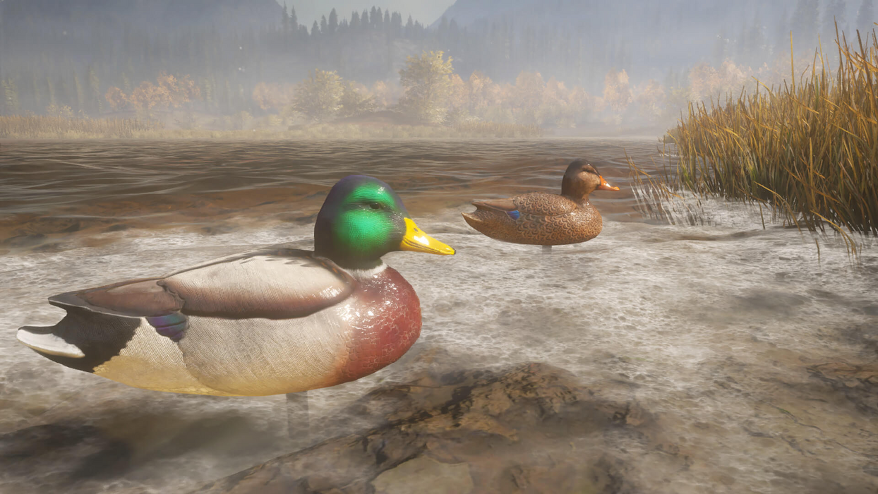 theHunter: Call of the Wild™ - Duck and Cover Pack  للبيع في مصر من خلال Games2Egypt