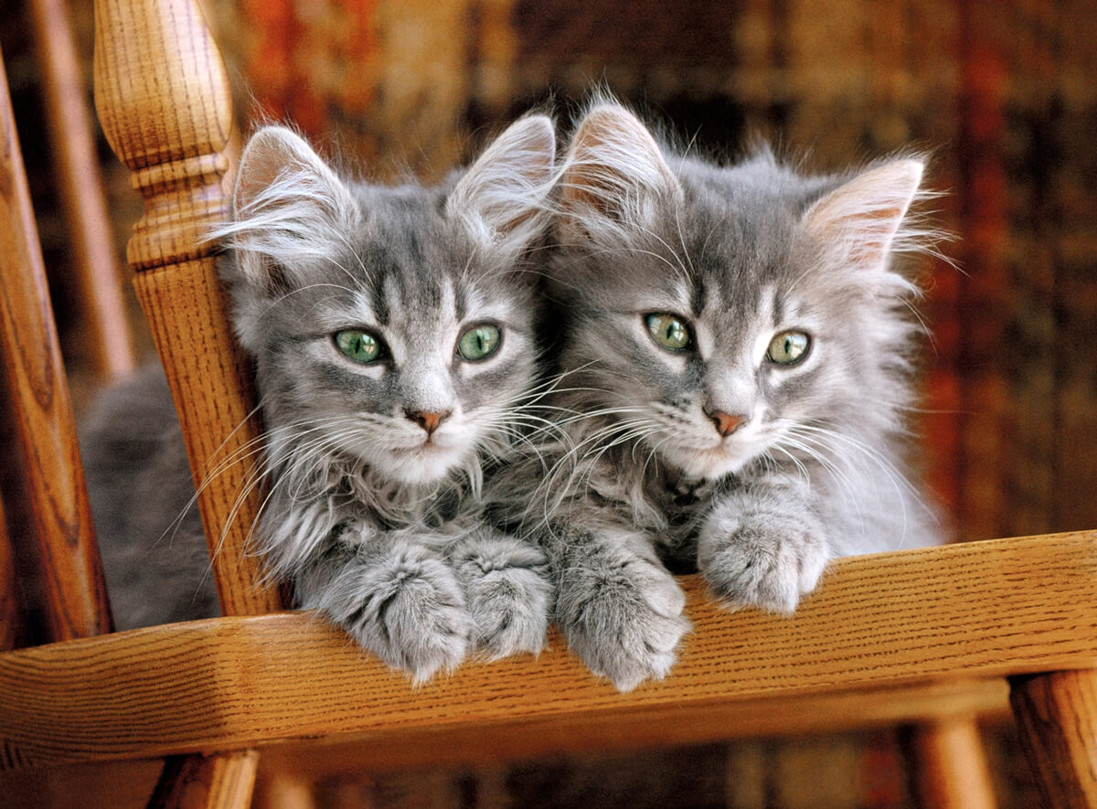 Clementoni Kittens Puzzle (500pc) – image 2