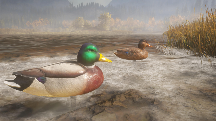 theHunter: Call of the Wild™ - Duck and Cover Pack – image 6