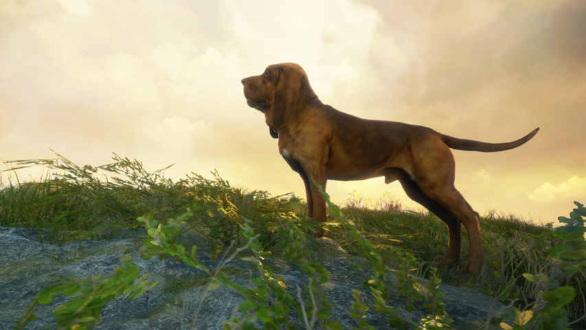 theHunter: Call of the Wild™ - Bloodhound – image 8